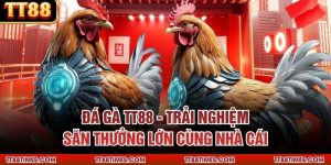 Đá Gà TT88 - Trải Nghiệm Săn Thưởng Lớn Cùng Nhà Cái